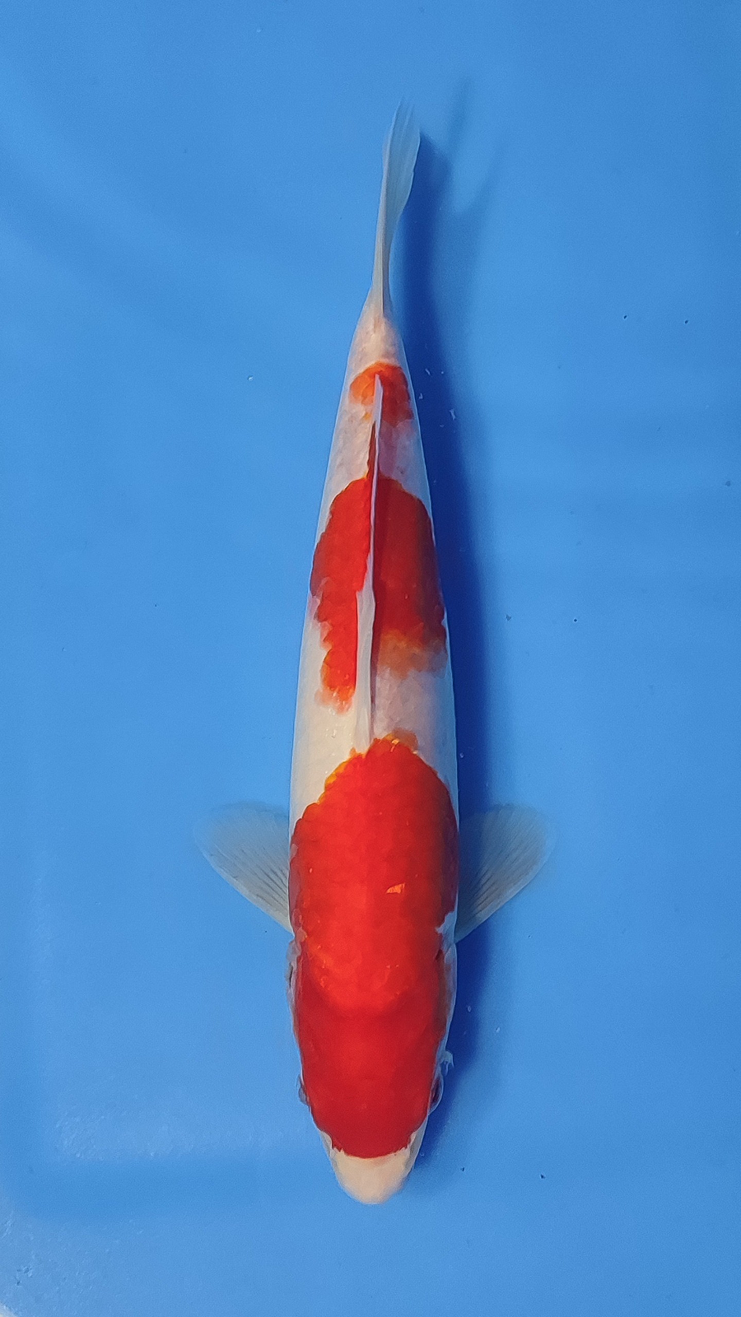 KOHAKU 28cm
