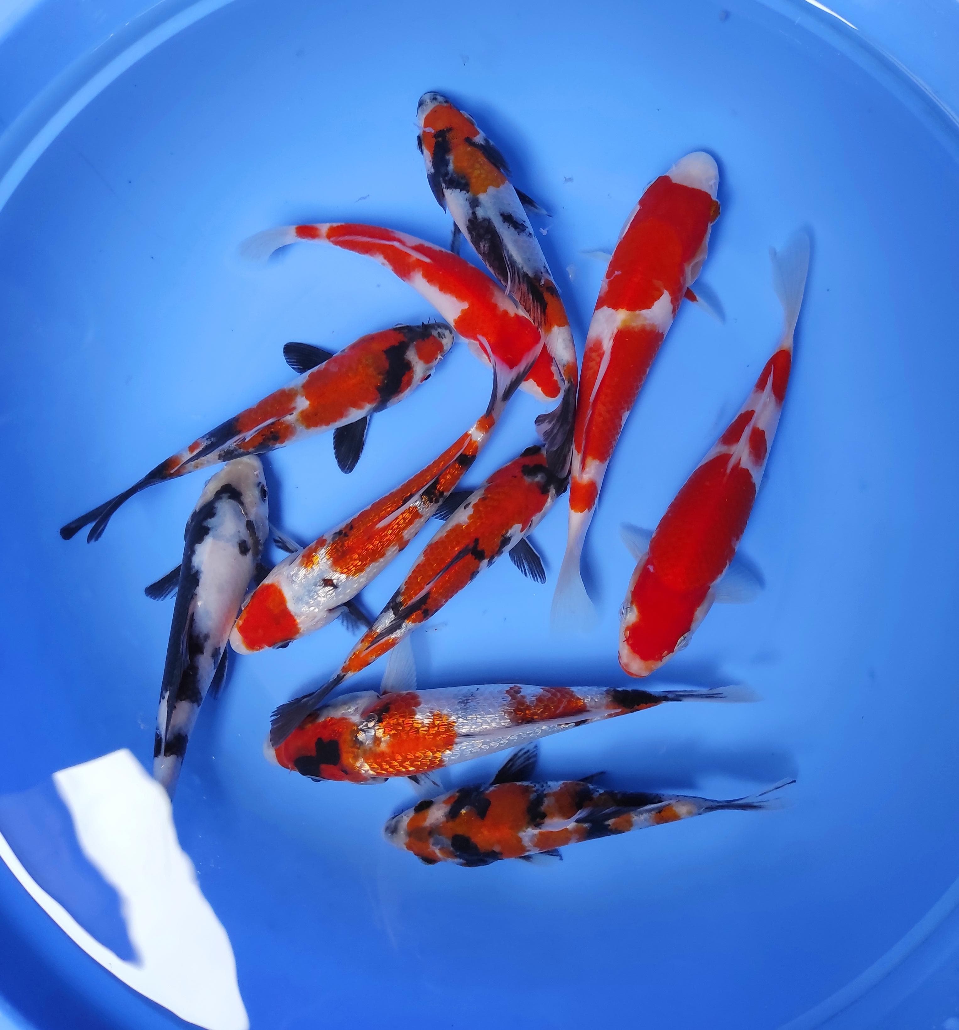 PAKET 10 EKOR 1315cm