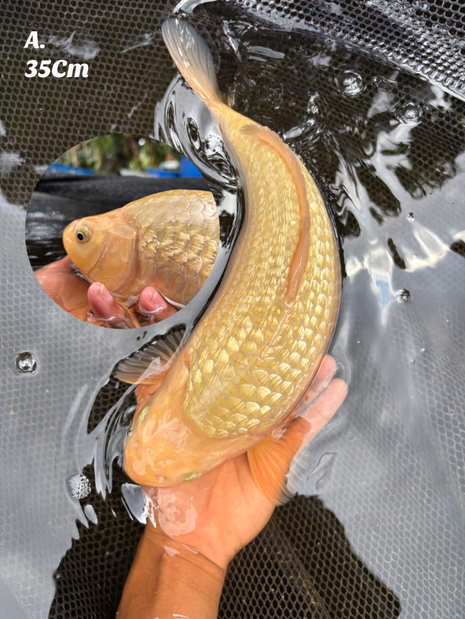 SUPERBULKY KARASI GINRIN FULL BABYFACE OVER PUNUK MADINA AZIZ 35cm