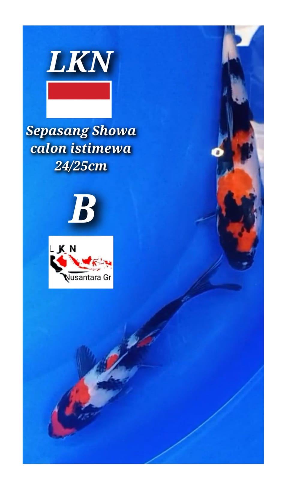 SEPASANG SHOWA ORIGINAL BAHAN KEPPING CALON BAKAT JUMBO 2425cm