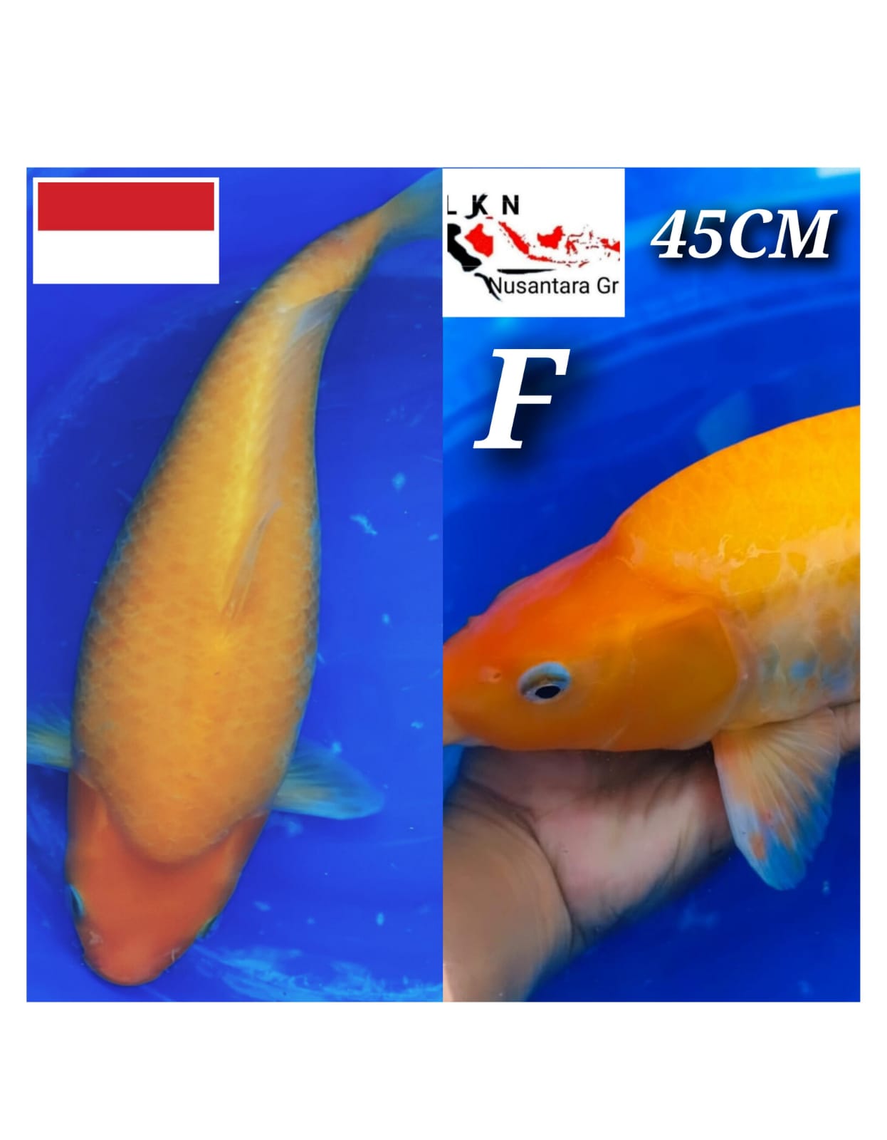 SUPER RED KARASYI JUMBO BODY PUONUK BADAK JOSS LOKASI BOJONEGORO 45cm