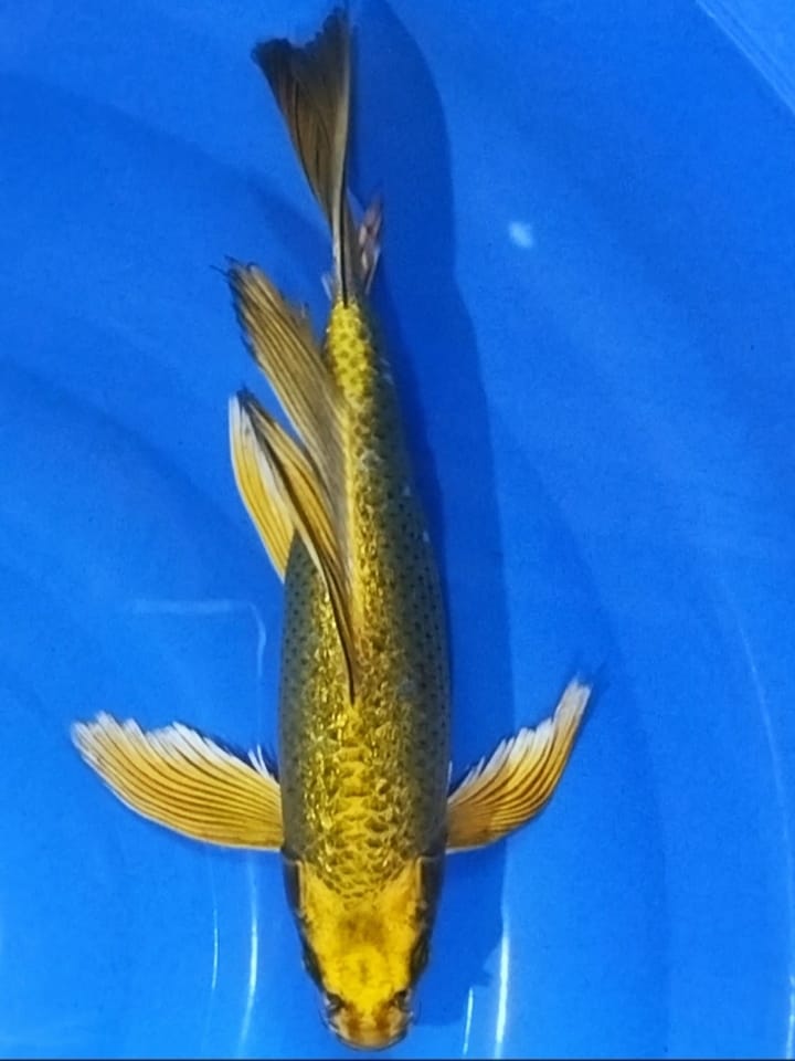 KUMPAY SLAYER SUPER GONDROMG 30cm