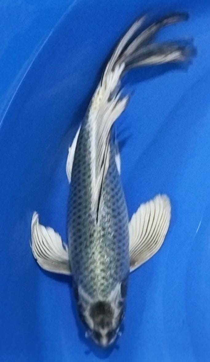 KUMPAY SLAYER MUKASI SUPER GONDROMG 35cm