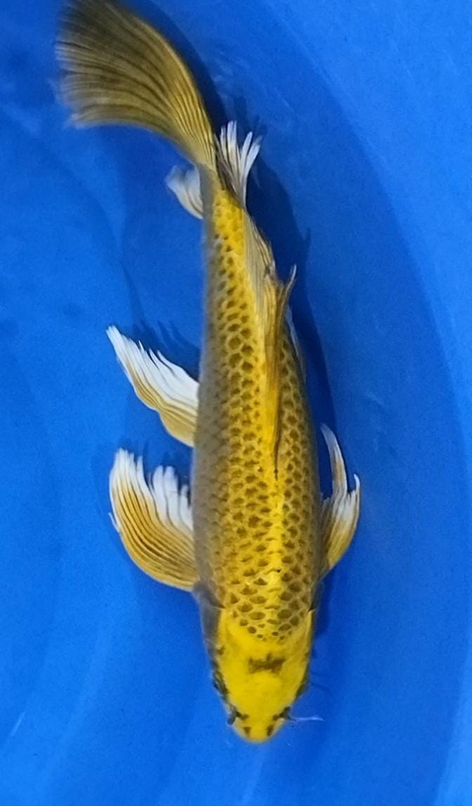 KUMPAY SLAYER YELLOW SUPER GONDRONG 38cm