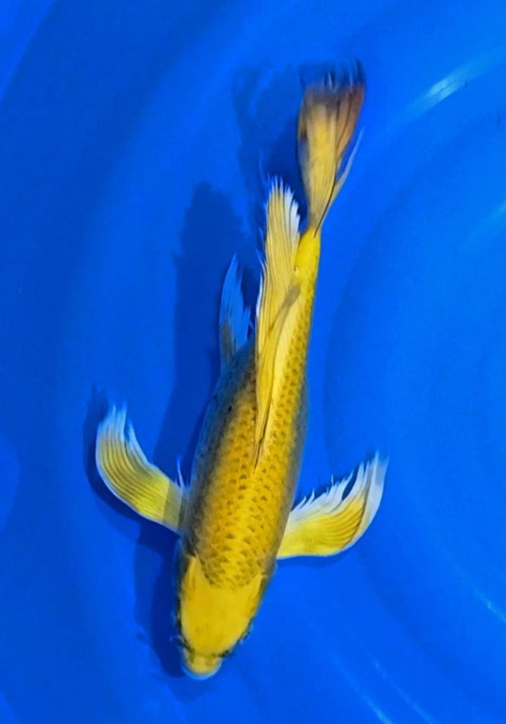 KUMPAY SLAYER YELLO SUPER GONDRONG 36cm