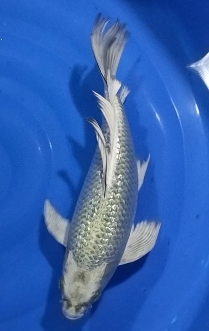 KUMPAY SUPER GONDRONG MUKASI 35cm