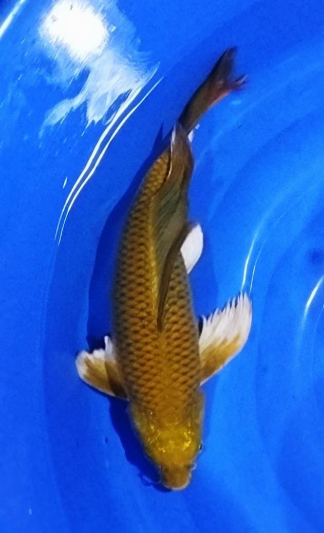 KUMPAY SUPER GONDRONG CHAGOI 38cm