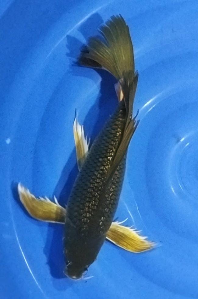 KUMPAY SUPER GONDRONG MIDORI 38cm