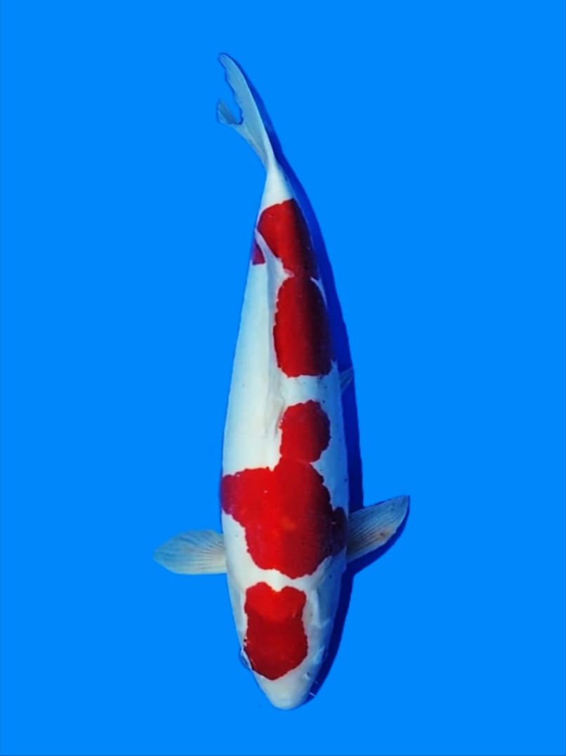 KOHAKU DOITSU 50cm