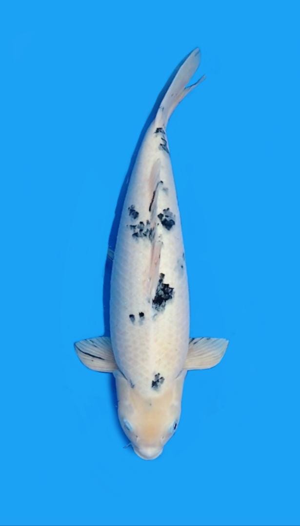 BEKO BODY KOYOK IMPORT 45cm