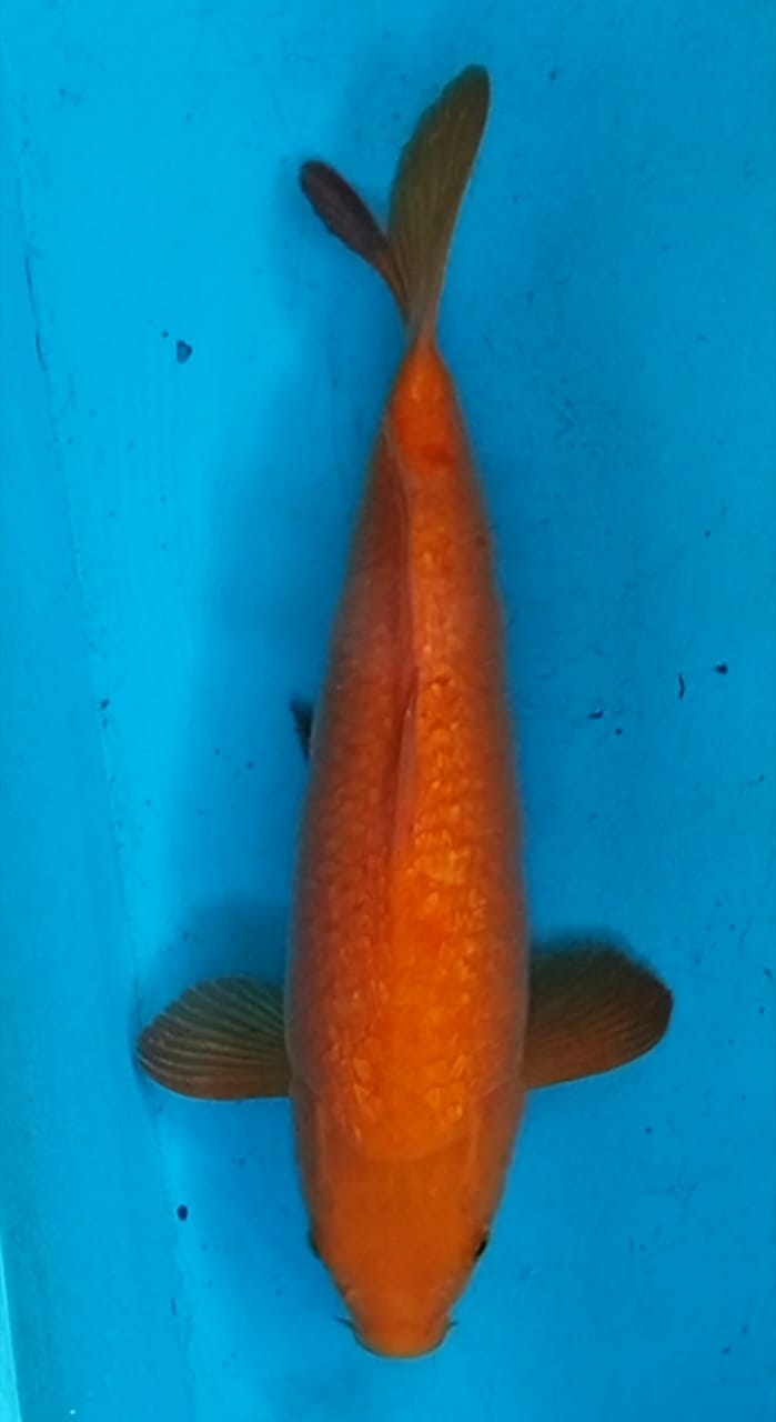 CARAMEL GINRIN 41cm