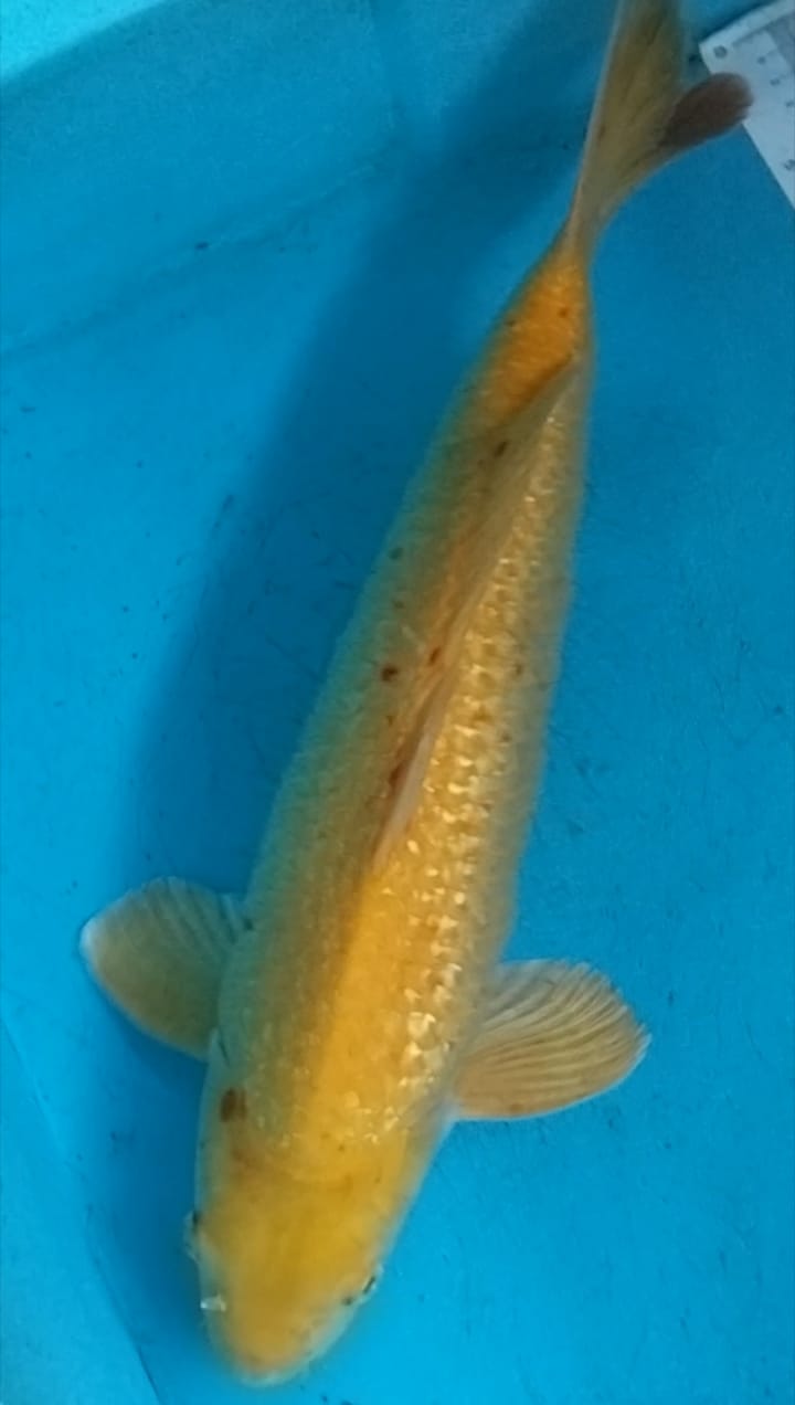 KARASI GINRIN 43cm