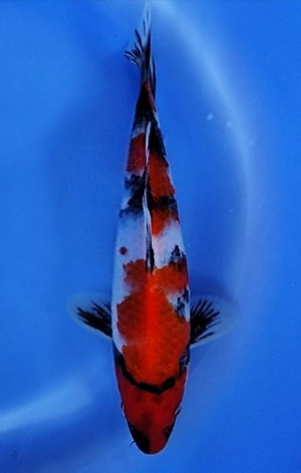 MINION SHOWA SHANSOKU 22cm