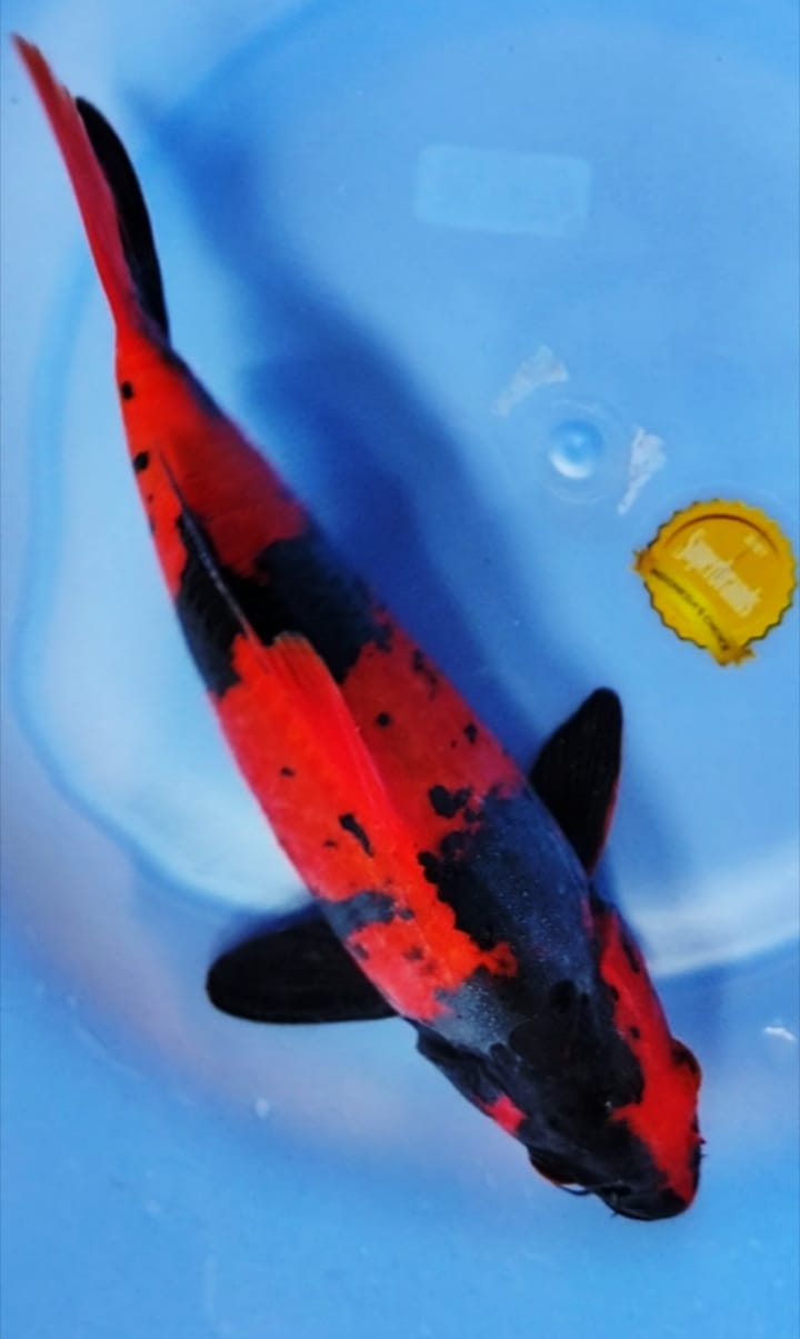 MINION HIUTSURI DOITSU 22cm