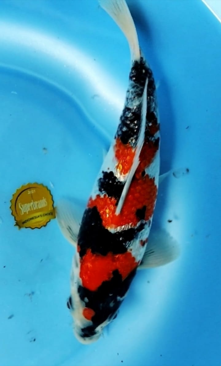 MINION SHOWA GINRIN READY SHOW 23cm