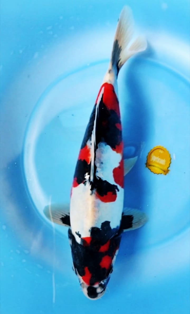 SHOWA DOITSU SQ 25cm