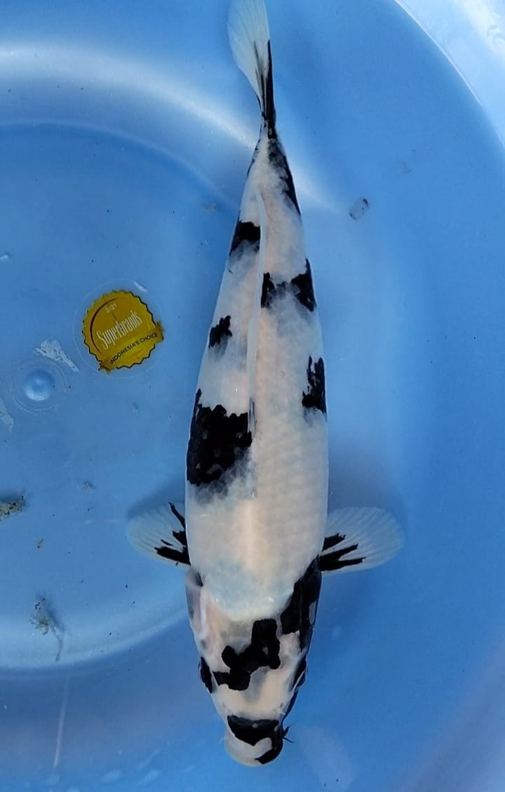 SHIRO TATEGOI SUPER 23cm