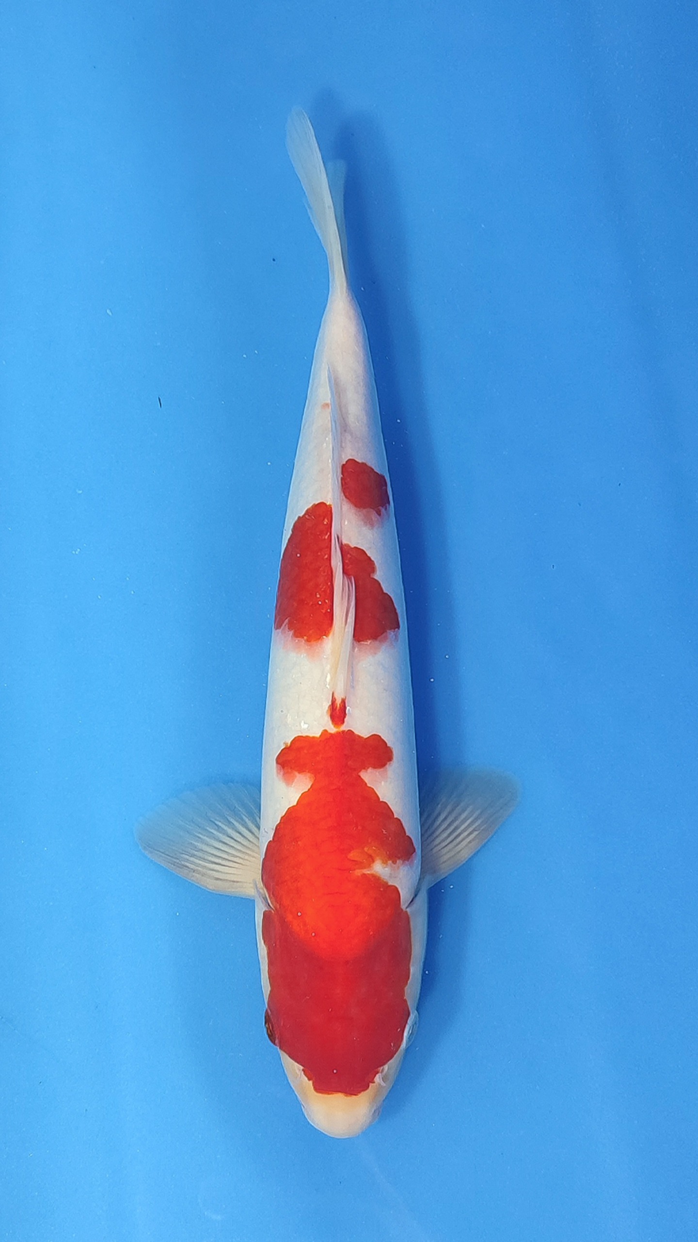 KOHAKU 34cm