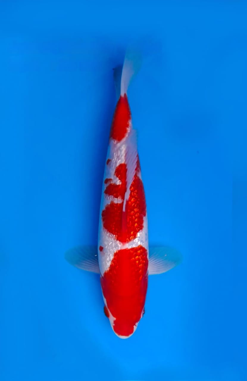 KOHAKU GINRIN 28cm