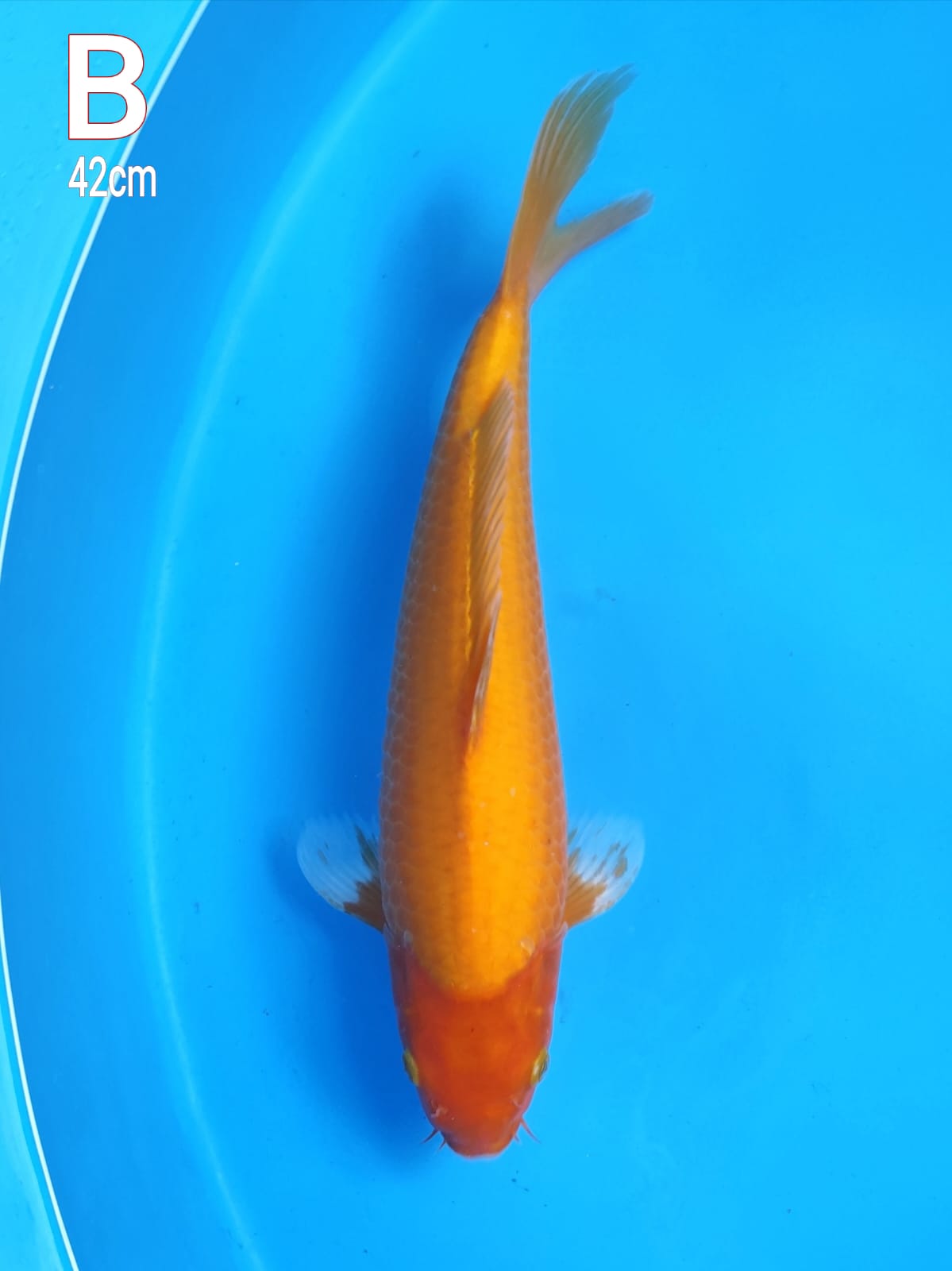 KARASI MANGO 42cm