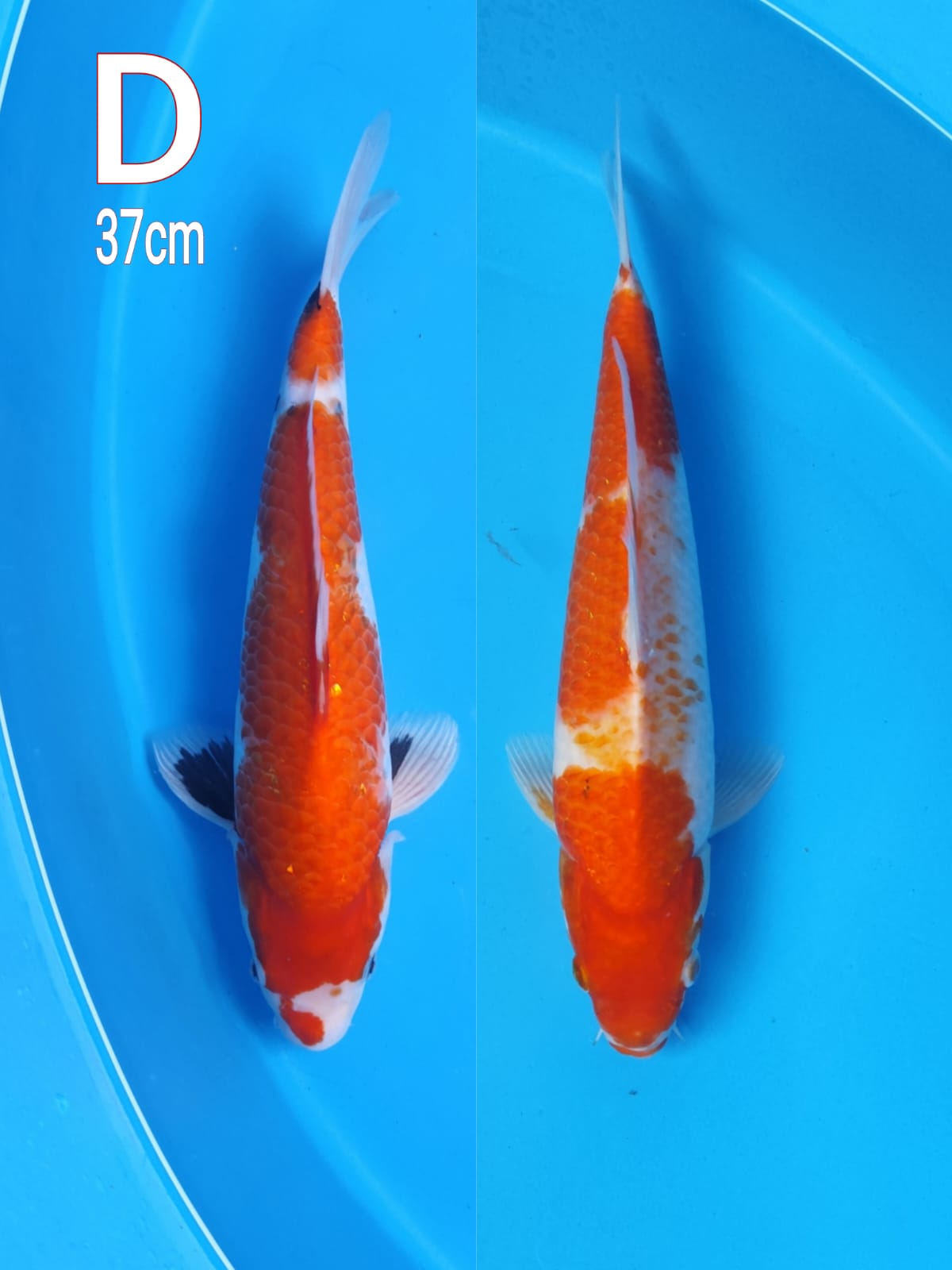 PAKET TATEGOI SHOWA DAN KOHAKU KANOKO 37cm
