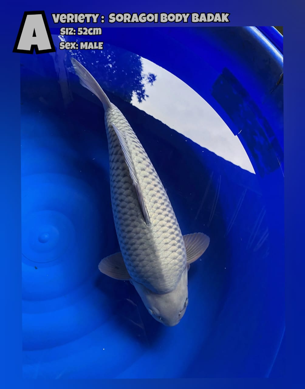 SORAGOI BODY BADAK 52cm