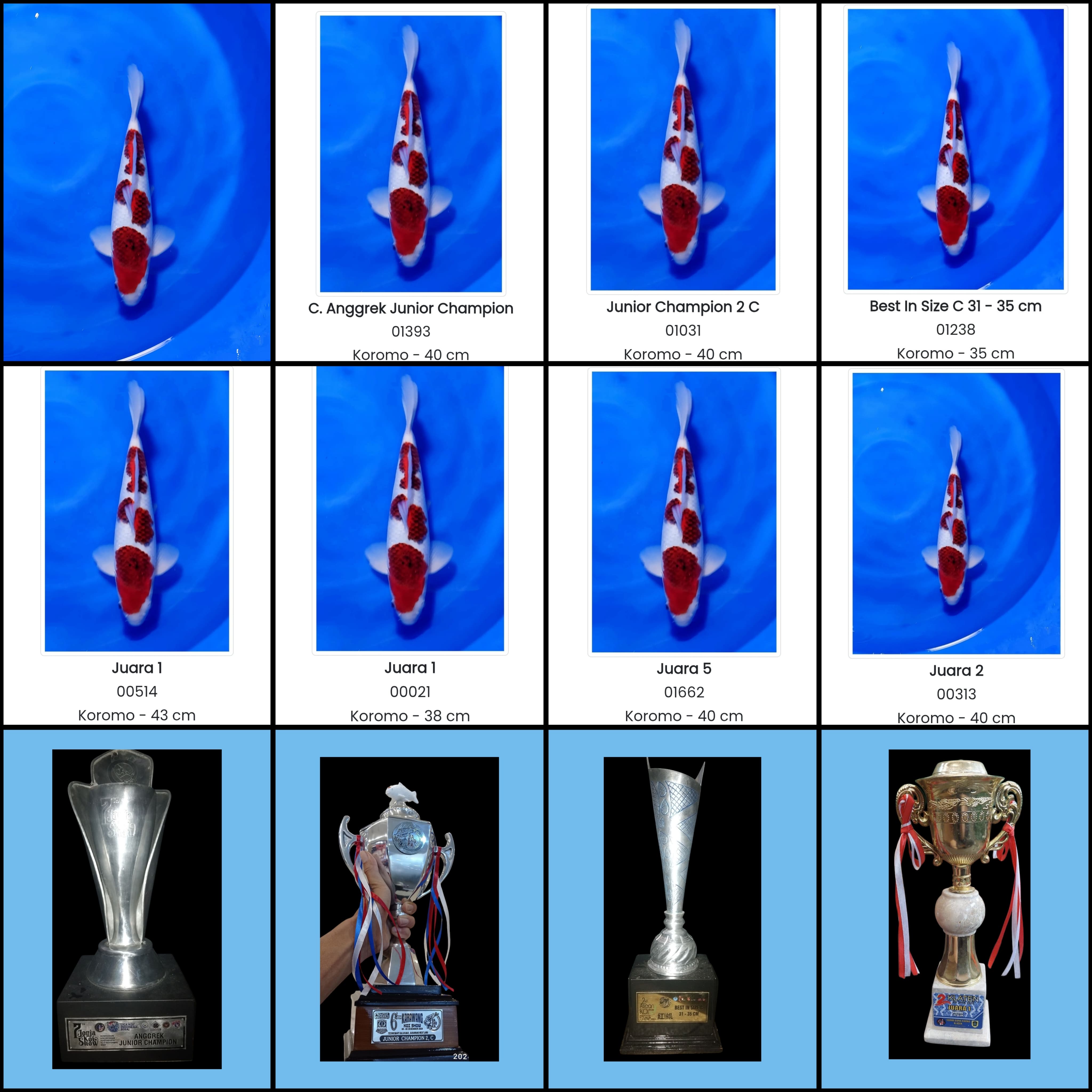 AIGOROMO INCLUDE 4 TROPY 50cm