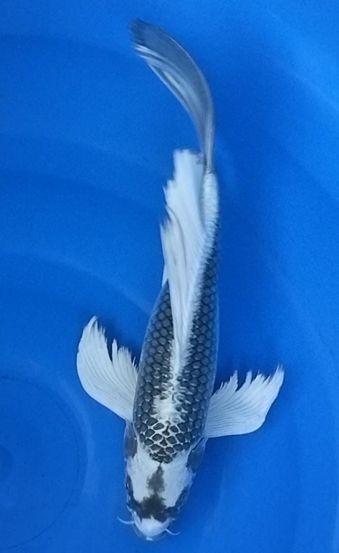 KABUTO SUPER SLAYER 33cm