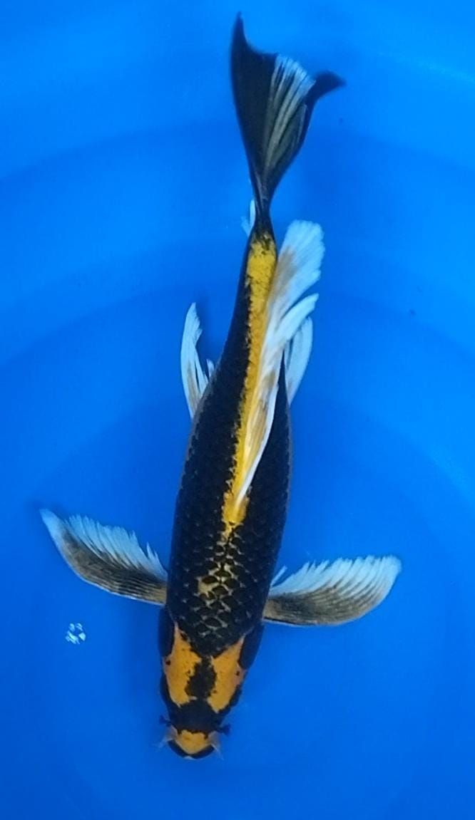 KABUTO SUPER SLAYER 35cm