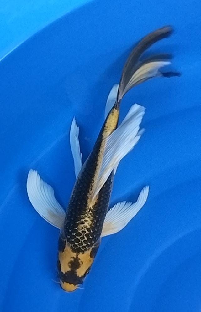 KABUTO SUPER SLAYER 31cm