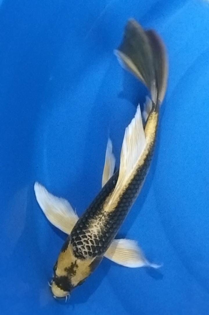 KABUTO SUPER SLAYER 34cm