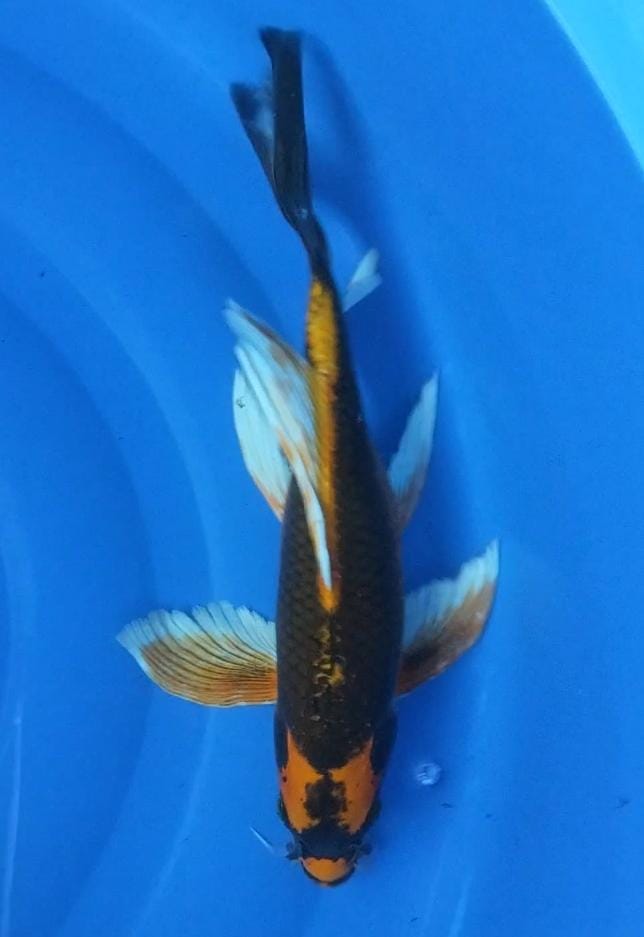 KABUTO SUPER SLAYER 34cm