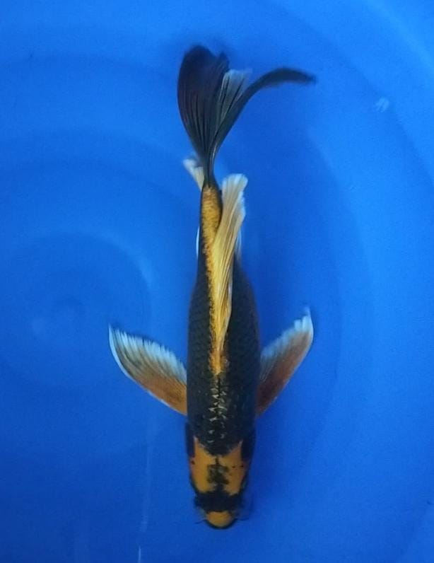 KABUTO SUPER SLAYER 33cm