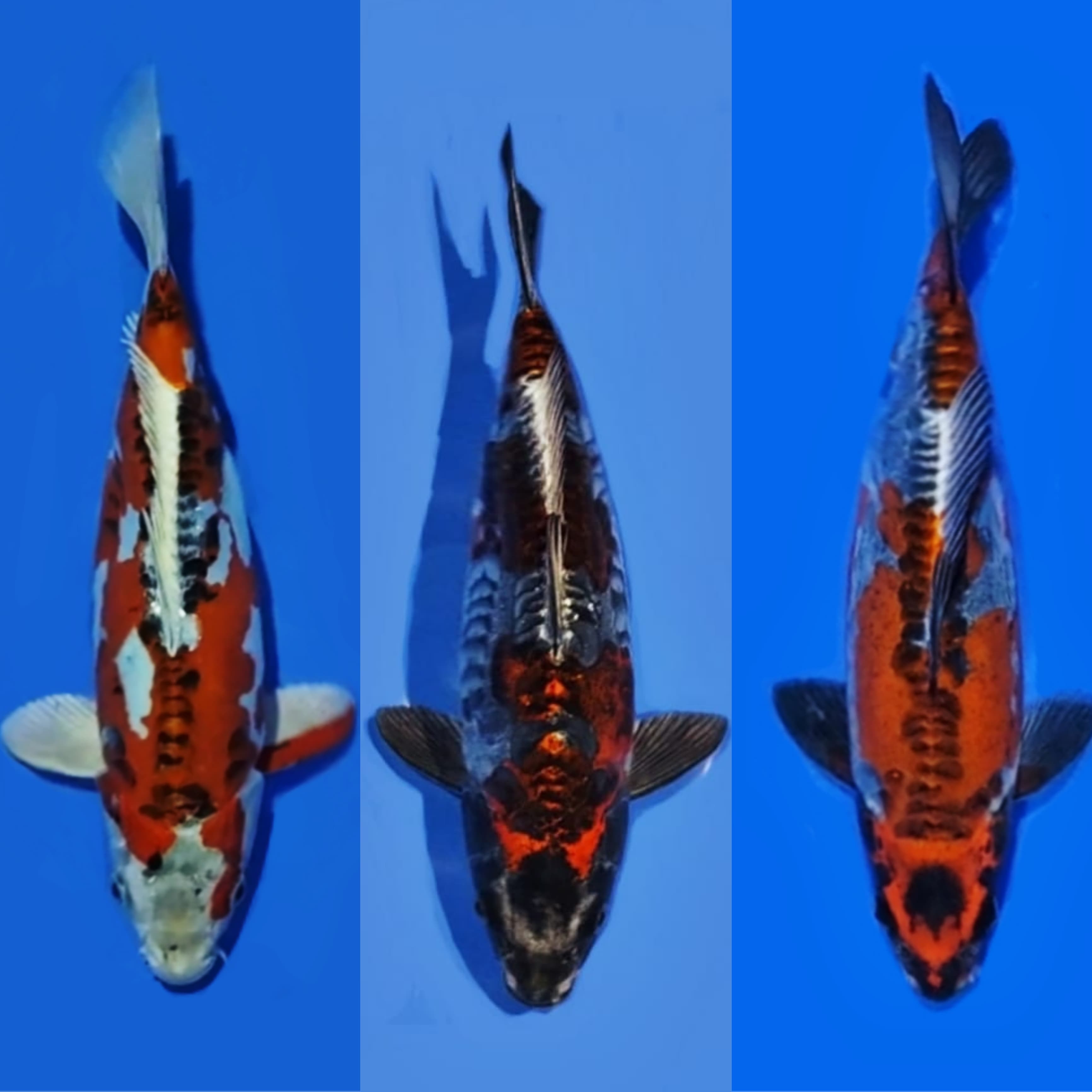 KIKO 3EKOR 33cm 35cm