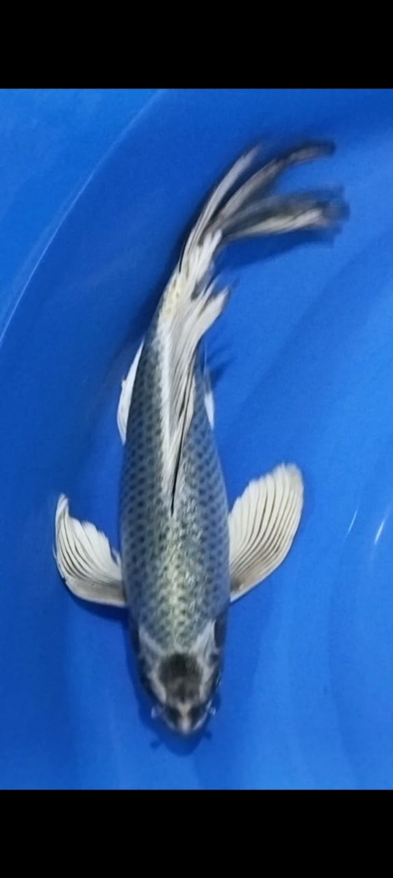 SLAYER MUKASI SILVER FOX 33cm