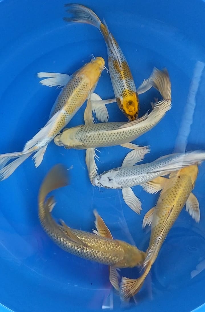 MIX 6EKOR SLAYER 33cm 35cm 36cm 38cm