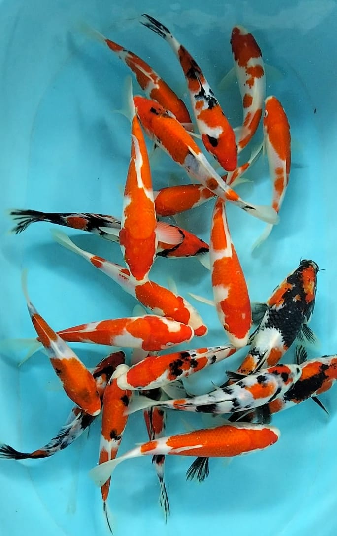 PAKET 20EKOR KOHAKU SANKE SIZE 17cm 20cm 23cm