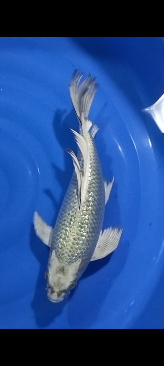 SLAYER MUKASI SILVER FOX 35cm