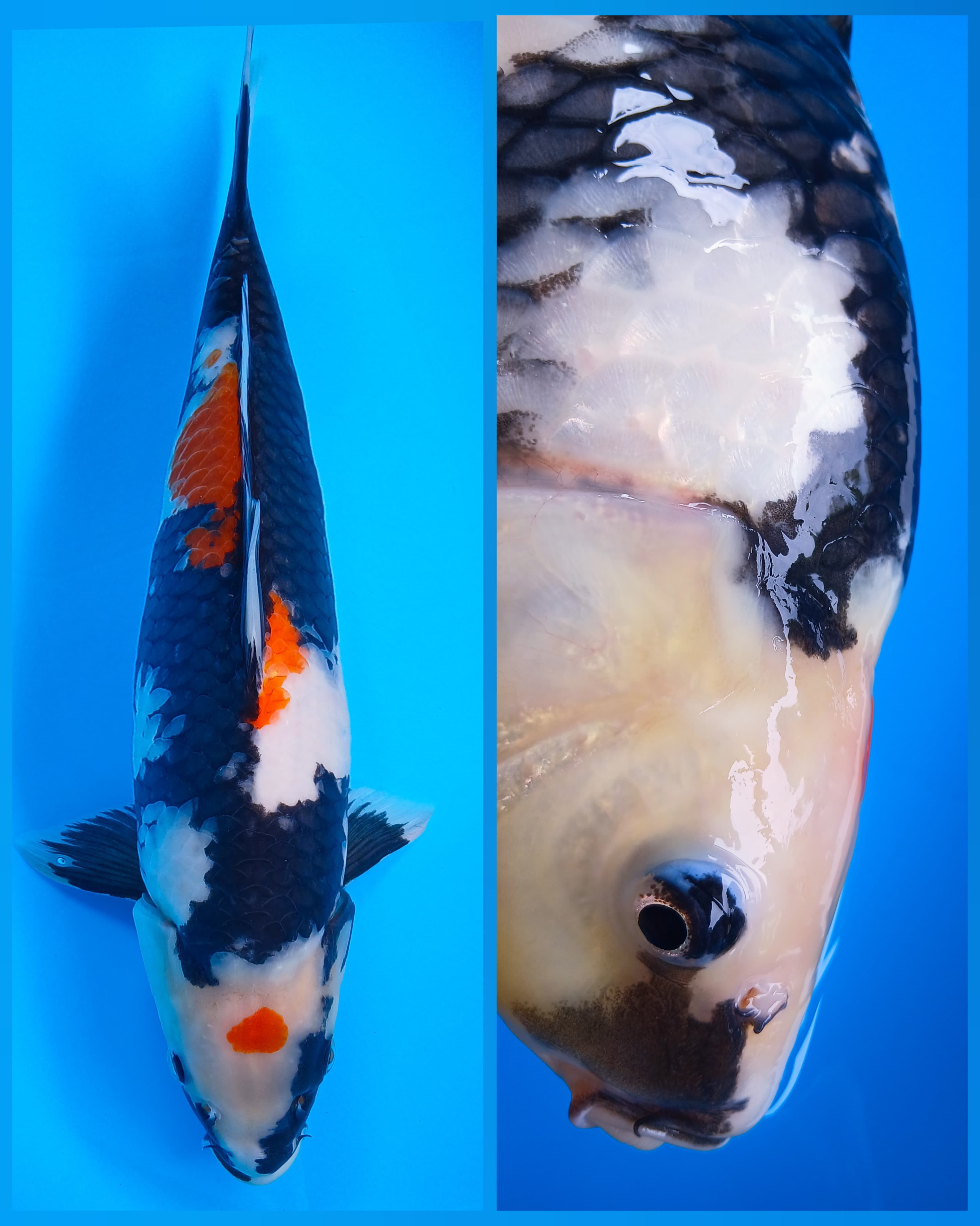 MARUTEN SHOWA PUNUKBULKI MALE 40cm