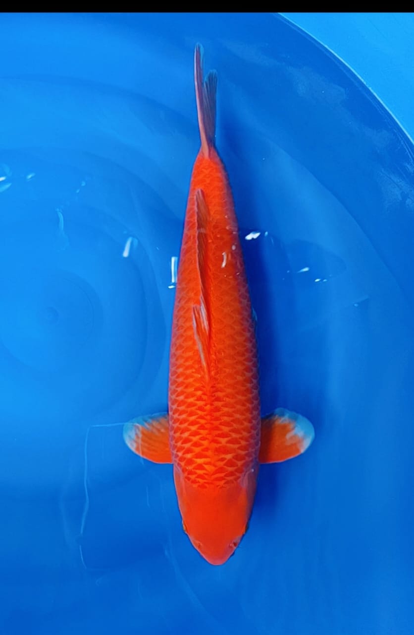 RED KARASI JARING CORN ISTIMEWA MALE 55cm