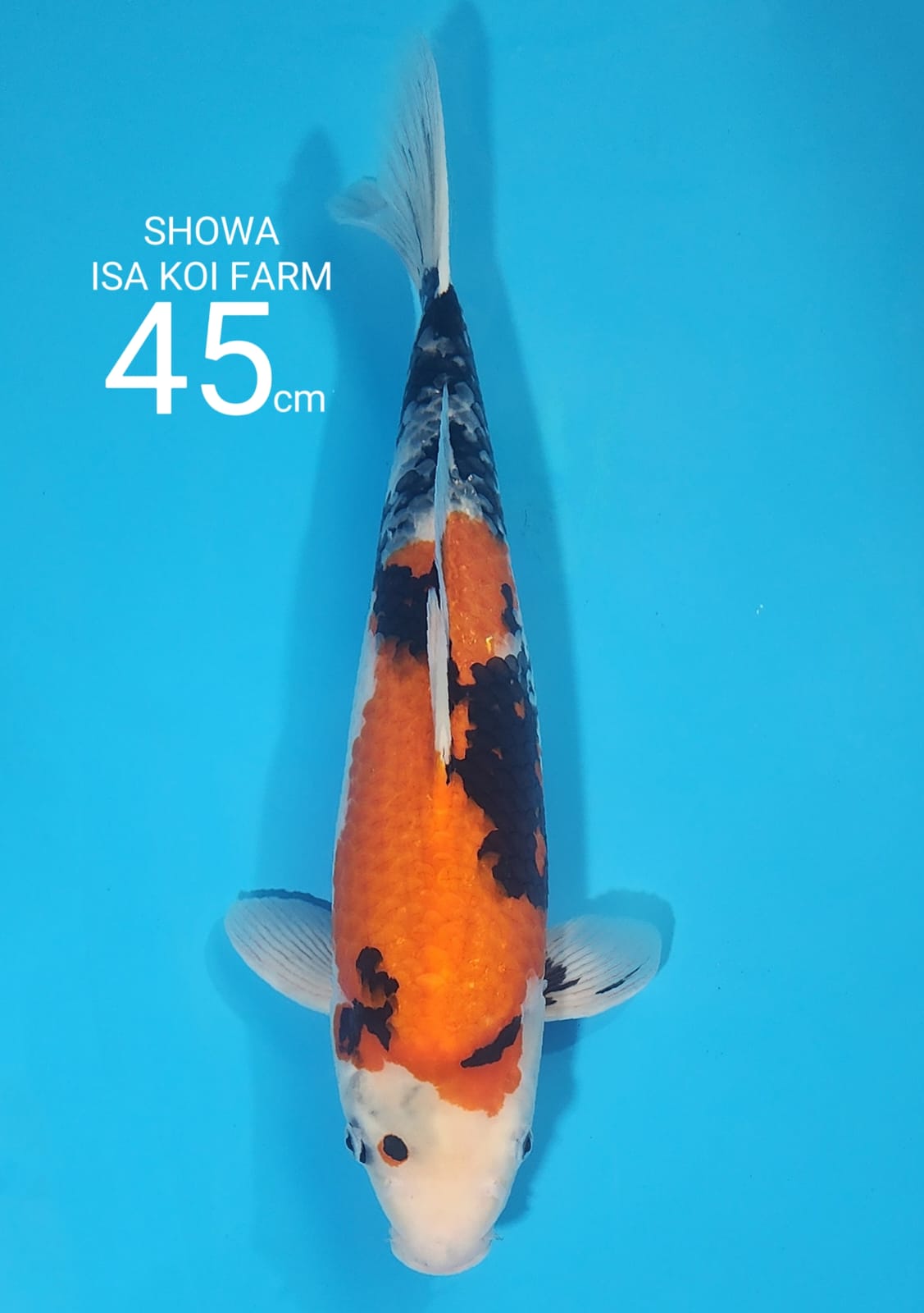 SHOWA IMPORT ISA KOI FARM FEMALE 45cm