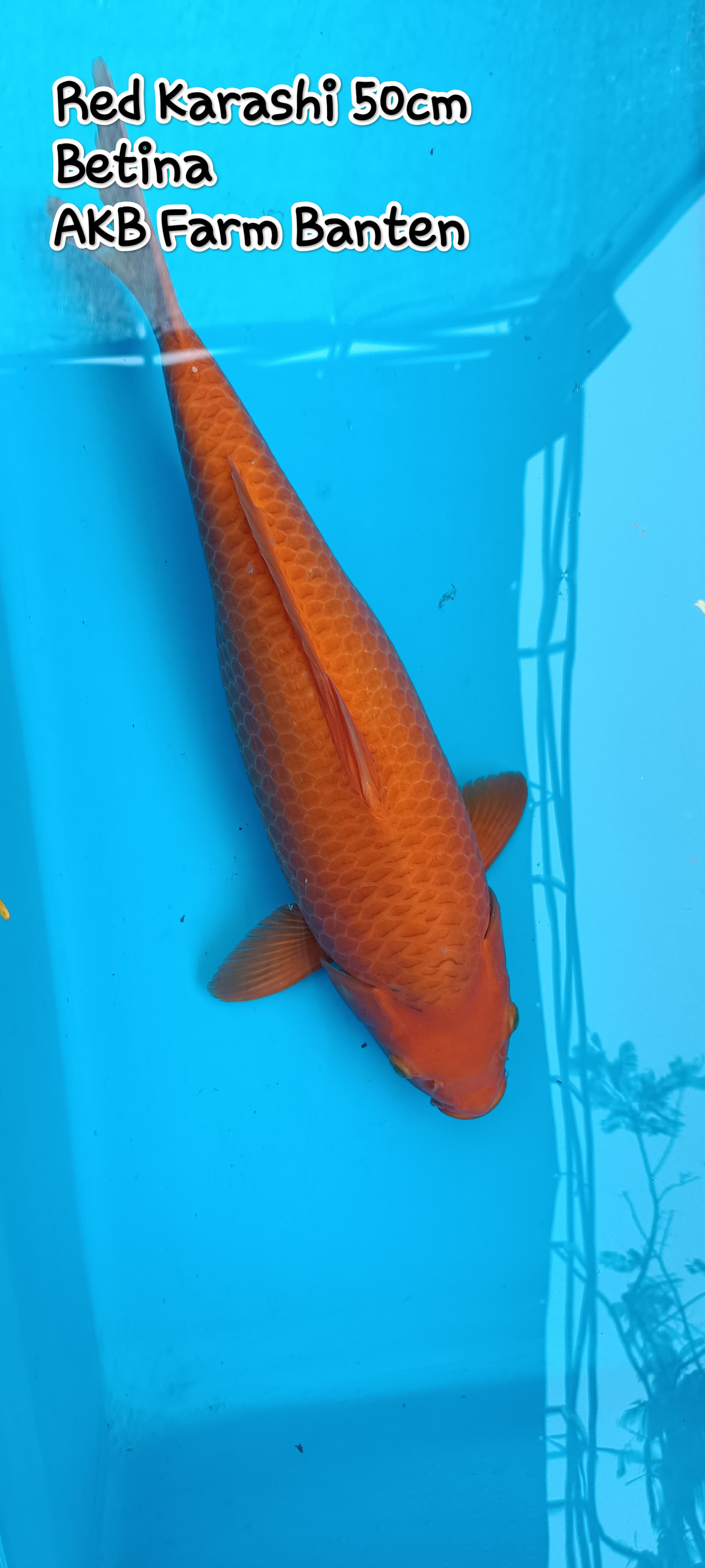 RED KARASHI 50cm