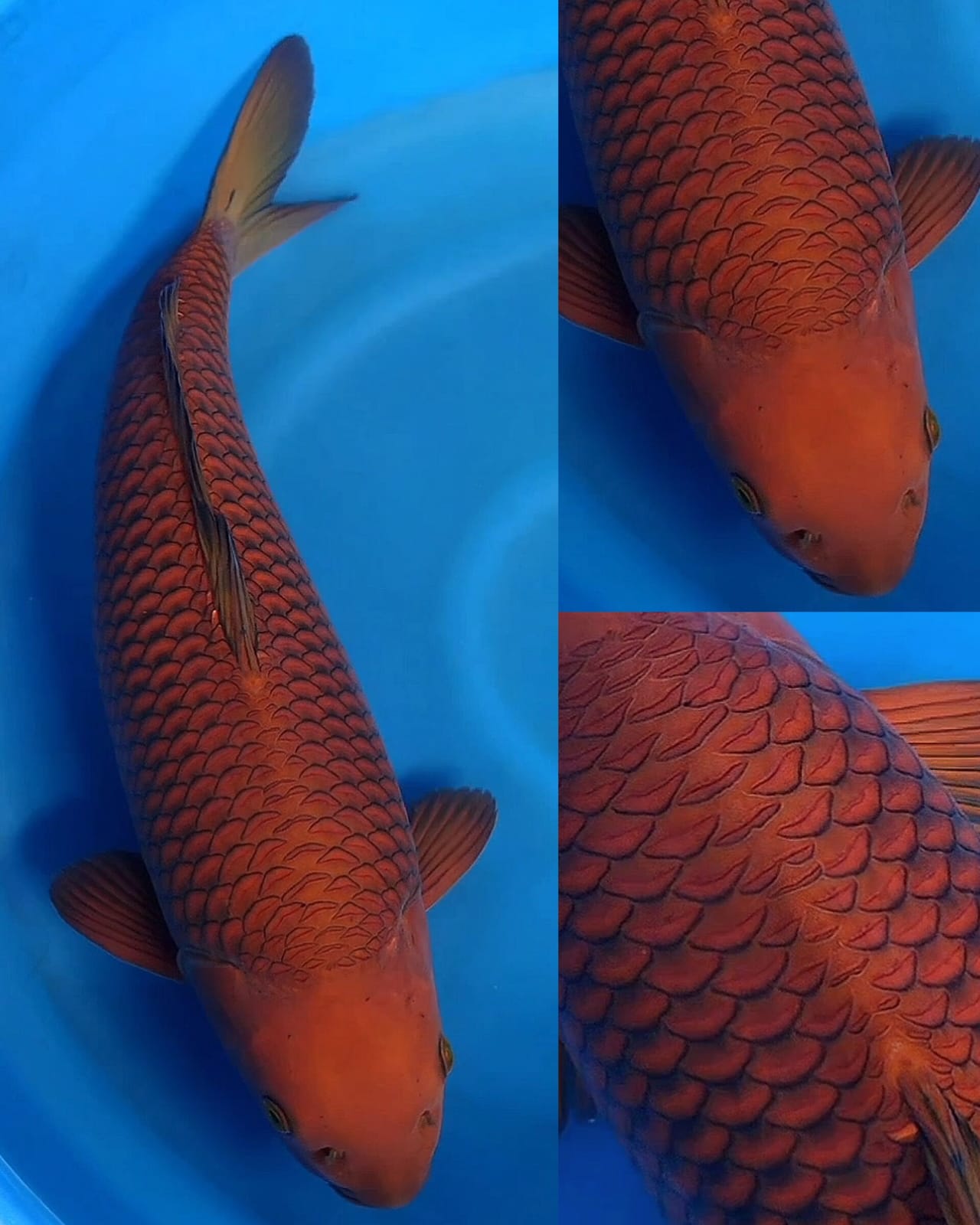 SQ CHAGOI SUPER FUKURIN ISTIMEWA LOK SEMARANG KURLEB 55cm