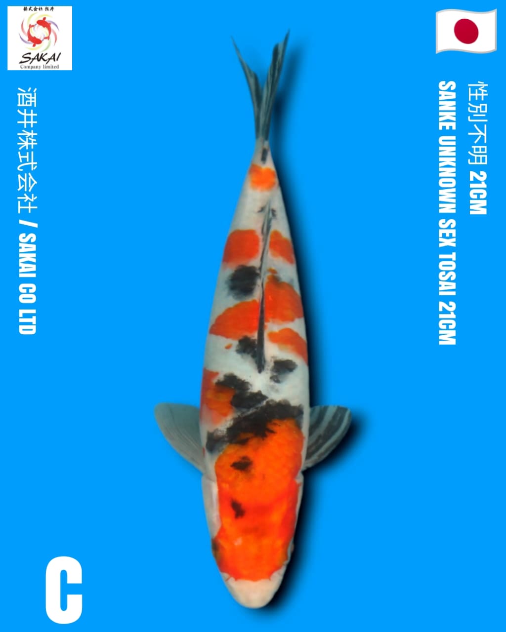 SANKE IMPORT SAKAI KOI BEST QUALITY KOI FARM21cm