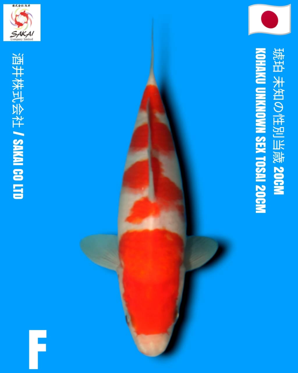 KOHAKU IMPORT SAKAI KOI BEST QUALITY KOI FARM20cm