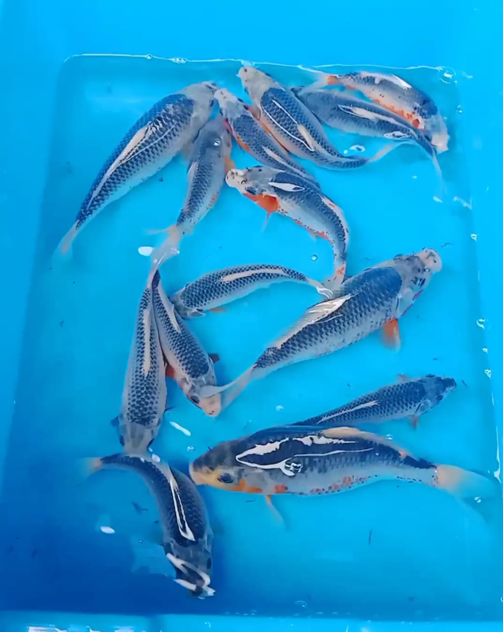 14EKOR HANA ASAGIE 1620cm