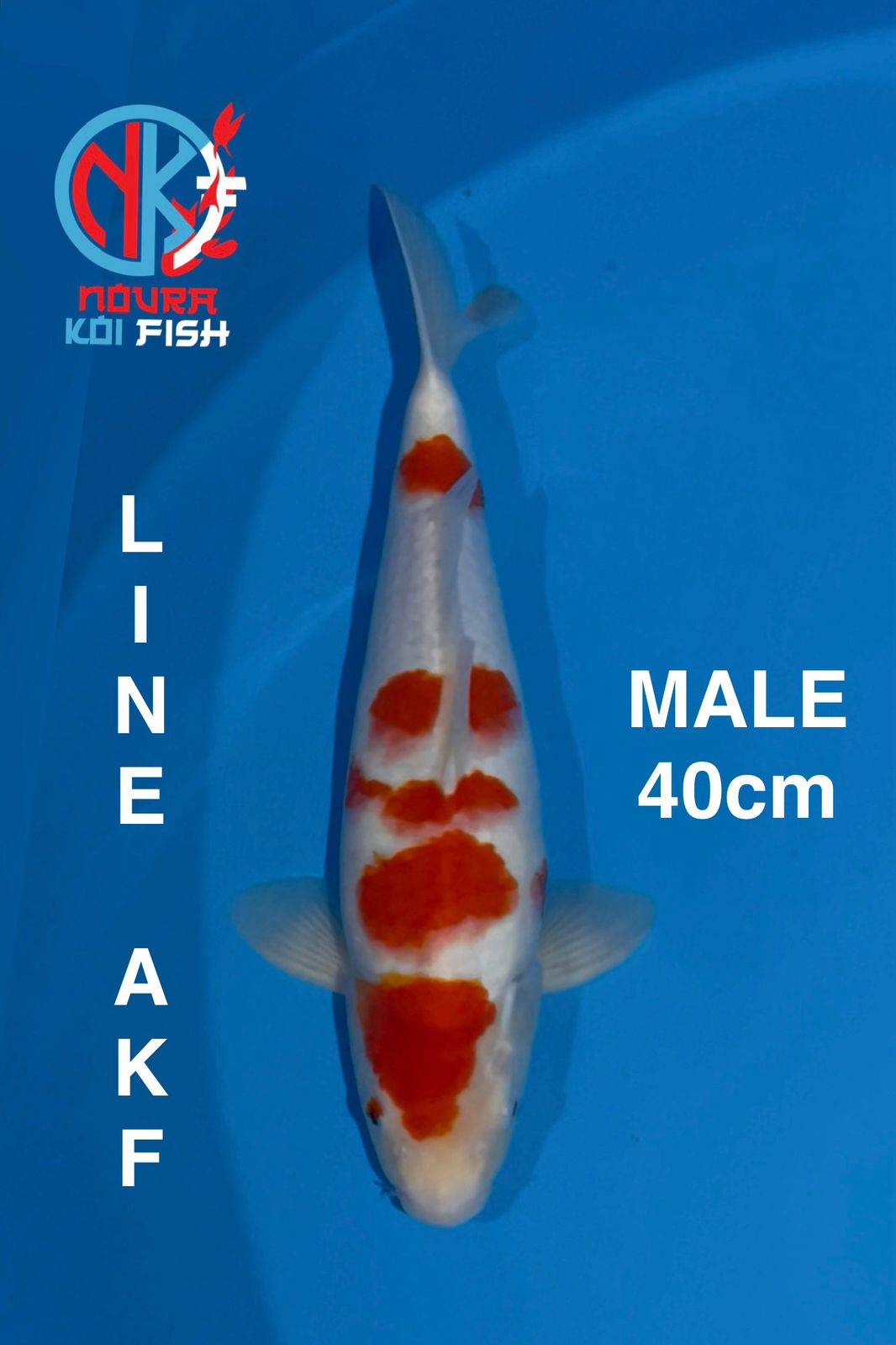 KOHAKU LINE AKF MALE 40cm