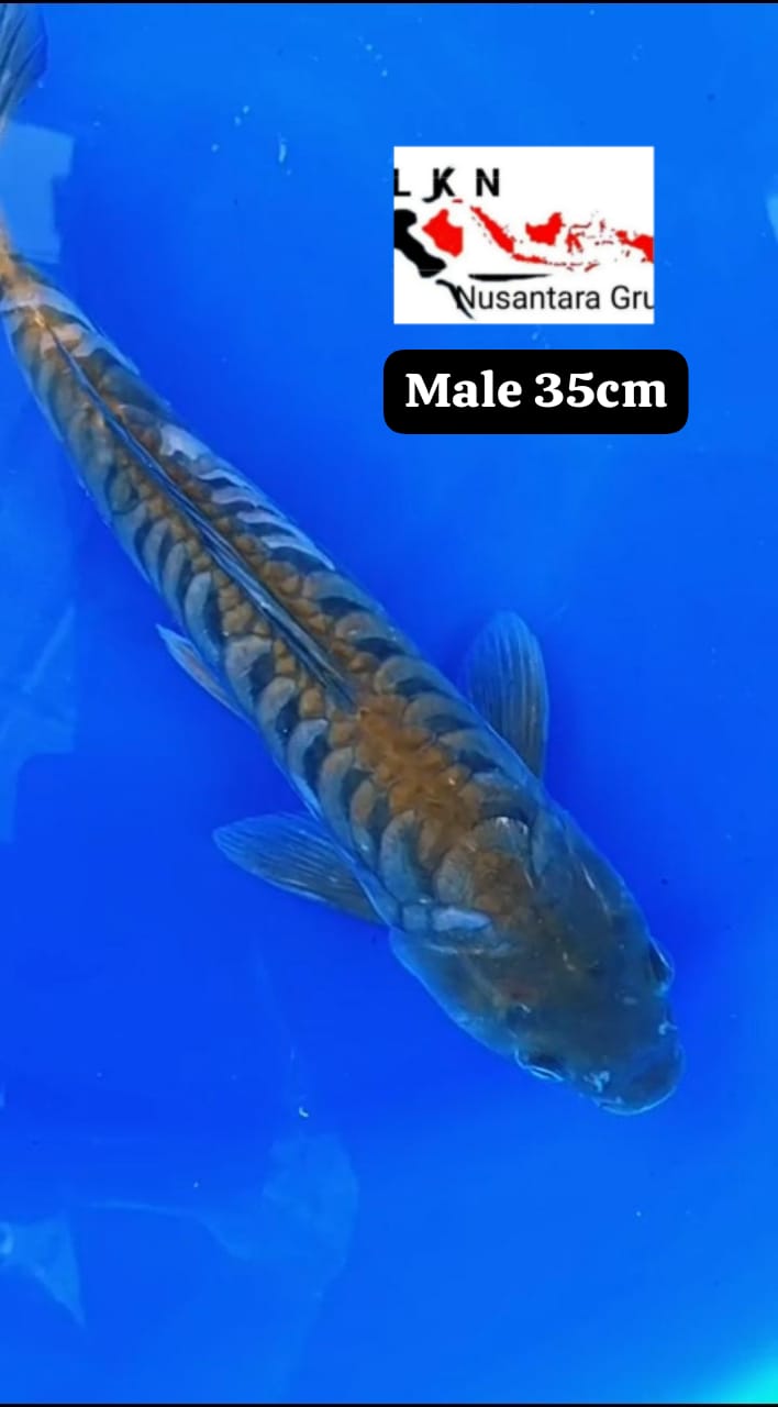 SORAGOI ARAGOKE MALE LOKASI BOJONEGORO 35cm