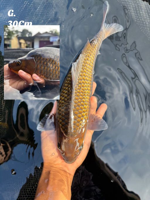 CAGOI GINRIN OVER PUNUK 30cm