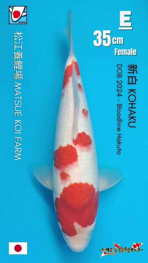 SAKURA KOHAKU BLOODLINE HAKUTO FROM MATSUE KOI FARM JAPAN IMPORT BERSERTIFIKAT BREEDER DOB 2024 SIZE 35cm